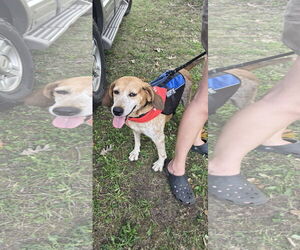 Beagle-Unknown Mix Dogs for adoption in Rustburg, VA, USA