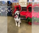 Small Photo #1 Bernedoodle Puppy For Sale in BREMEN, AL, USA