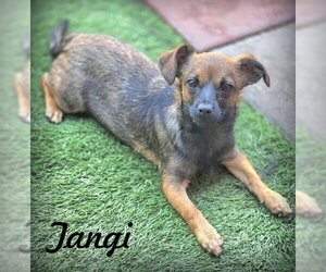 Chiweenie Dogs for adoption in Chino Hills, CA, USA