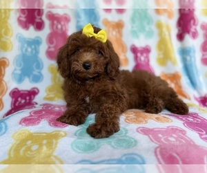 YorkiePoo Puppy for sale in LAKELAND, FL, USA