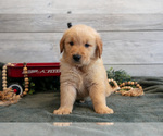 Small #1 Golden Retriever