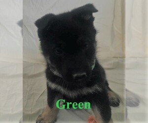 German Shepherd Dog Puppy for sale in ALCESTER, SD, USA