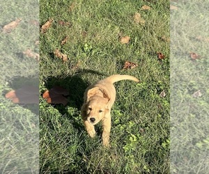 Golden Retriever Litter for sale in FRANKLIN, TN, USA