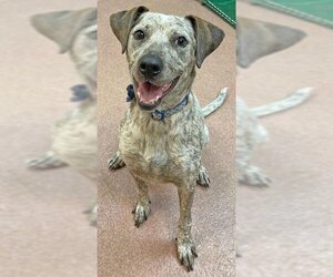 Bluetick Coonhound-Unknown Mix Dogs for adoption in Ogden, UT, USA