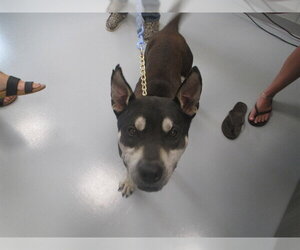 American Pit Bull Terrier Dogs for adoption in Ocala, FL, USA