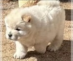 Puppy Puppy 2 Chow Chow