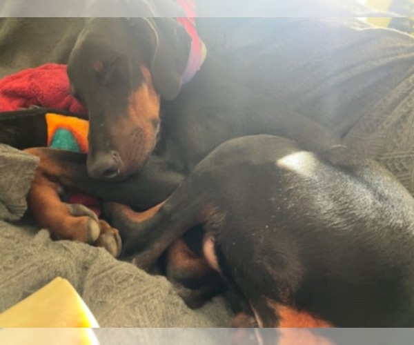 Medium Photo #8 Doberman Pinscher Puppy For Sale in Minneaoplis, MN, USA