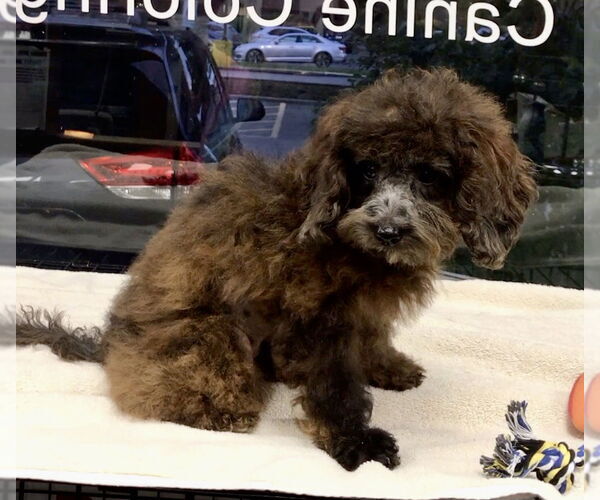 Medium Photo #4 Cock-A-Poo Puppy For Sale in Lincolnwood, IL, USA