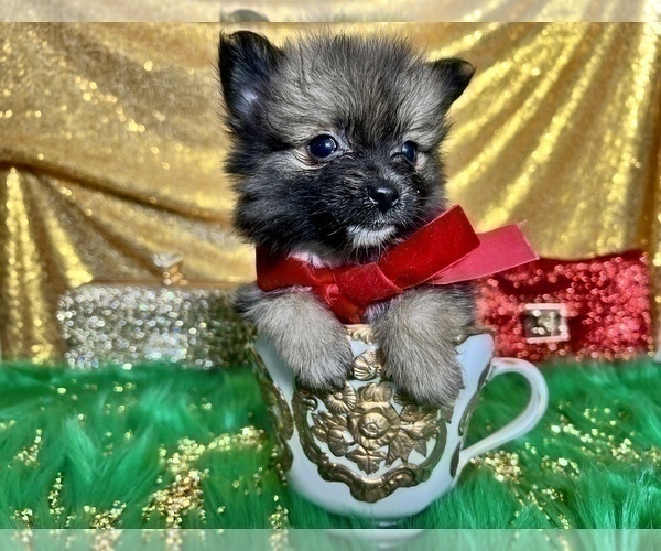 Medium Photo #37 Pomeranian Puppy For Sale in HAYWARD, CA, USA