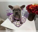 Small Photo #13 French Bulldog Puppy For Sale in BALDWIN PARK, CA, USA