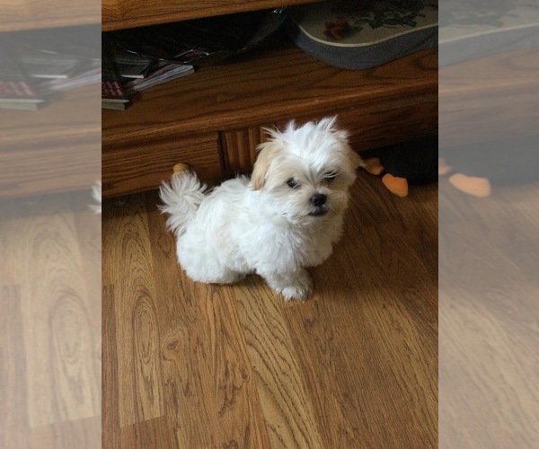 Medium Photo #4 Mal-Shi Puppy For Sale in NEWAYGO, MI, USA