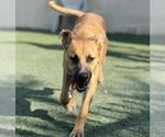 Small #1 Labrador Retriever Mix
