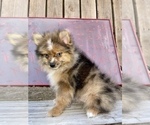 Small Photo #7 Pomeranian Puppy For Sale in HAYWARD, CA, USA