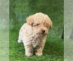Small Poodle (Toy)