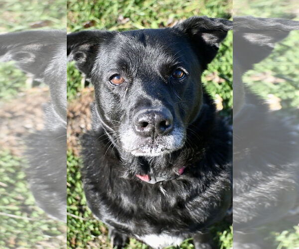 Medium Photo #1 Labrador Retriever-Unknown Mix Puppy For Sale in DuQuoin, IL, USA