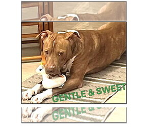 Labrador Retriever-Unknown Mix Dogs for adoption in Sanford, FL, USA