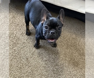 French Bulldog Puppy for sale in ATLANTA, GA, USA