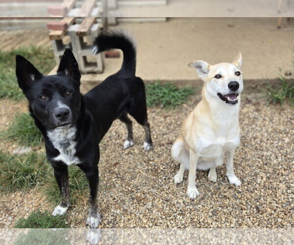 Medium Photo #3 Siberian Husky-Unknown Mix Puppy For Sale in Bardstown, KY, USA
