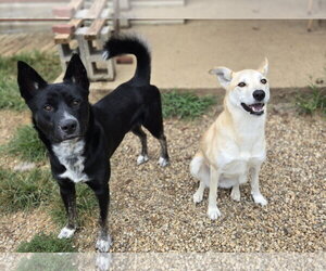 Axel - Male Siberian Husky-Unknown Mix Dog for Adoption - Photo #3