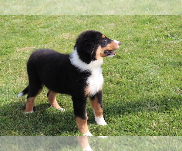 Medium Photo #2 Bernese Mountain Dog-Collie Mix Puppy For Sale in SHILOH, OH, USA