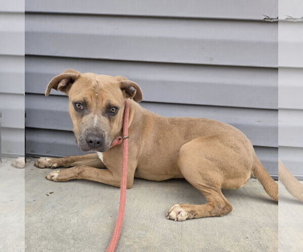 Medium Photo #1 American Pit Bull Terrier-Unknown Mix Puppy For Sale in Martinsburg, WV, USA