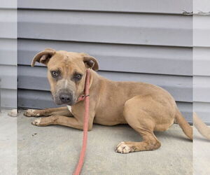 Medium American Pit Bull Terrier Mix
