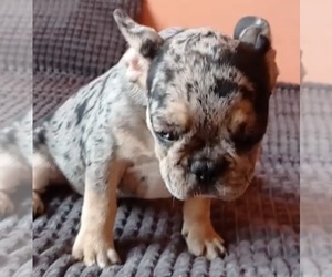 French Bulldog Puppy for sale in TAMPA, FL, USA