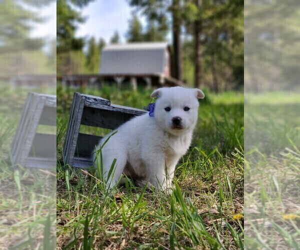 Medium Photo #2 Norwegian Elkhound-Siberian Husky Mix Puppy For Sale in LIBBY, MT, USA