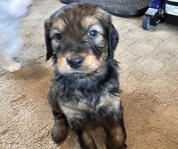 Medium Photo #11 Bernedoodle (Miniature) Puppy For Sale in HENDERSON, CO, USA