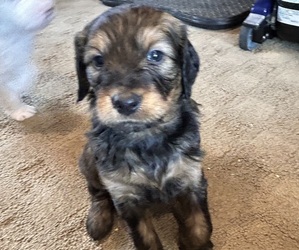 Medium Bernedoodle (Miniature)