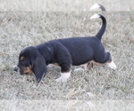 Puppy BILL Basset Hound