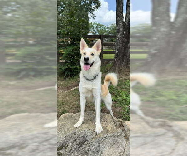 Medium Photo #5 Labsky Puppy For Sale in Cumming, GA, USA