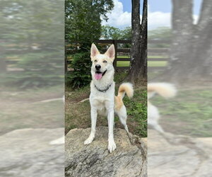 Orion - Male Labsky Dog for Adoption - Photo #5