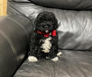 Cavapoo Puppy for sale in CAMPBELLSVILLE, KY, USA