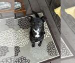 Small Mutt