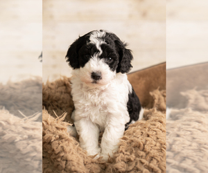 Goldendoodle mix (+ Poodle Miniature) Puppy for sale in DALLAS, TX, USA