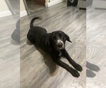 Small Photo #2 Labrador Retriever-Unknown Mix Puppy For Sale in Rowlett, TX, USA