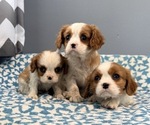 Small #5 Cavalier King Charles Spaniel
