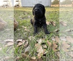 Small Photo #10 Labradoodle Puppy For Sale in HOCKLEY, TX, USA