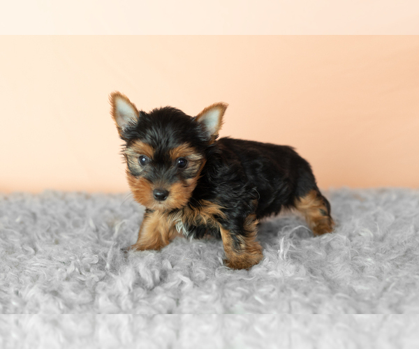 Medium Photo #4 Yorkshire Terrier Puppy For Sale in NAPPANEE, IN, USA