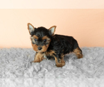 Small #3 Yorkshire Terrier