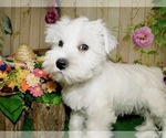 Small Photo #3 Schnauzer (Miniature) Puppy For Sale in HAMMOND, IN, USA