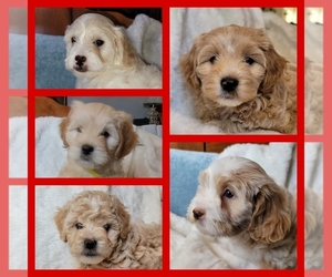 Lhasa Apso Puppy for Sale in PHOENIX, Arizona USA