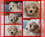 Image preview for Ad Listing. Nickname: Litter of 5