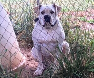 Father of the American Bulldog puppies born on 05/25/2019