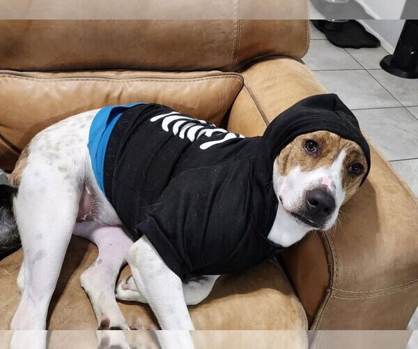 Medium Photo #13 Labrador Retriever-Unknown Mix Puppy For Sale in Rosenberg, TX, USA