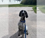 Small #1 German Shorthaired Pointer