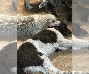 Father of the Aussiedoodle puppies born on 08/30/2020