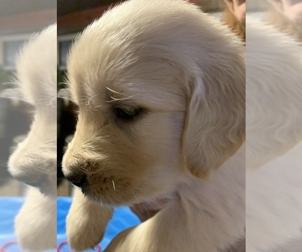 Medium Photo #1 Golden Retriever Puppy For Sale in LAKE GEORGE, NY, USA