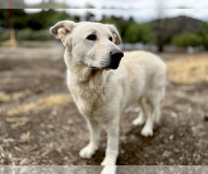 Rocco - Male German Shepherd Dog Dog for Adoption - Photo #2